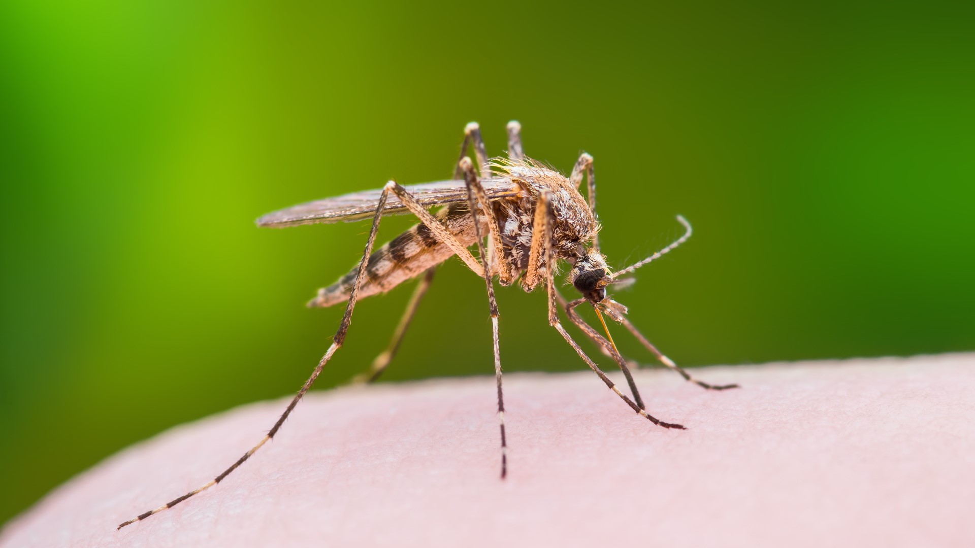 The batch of mosquitos that tested positive for the virus was collected in Keene on June 6.