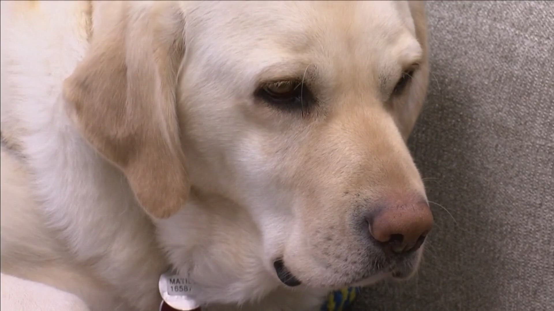 A bill proposed in the Maine Senate aims to allow the use of courthouse comfort dogs, particularly with children in mind.