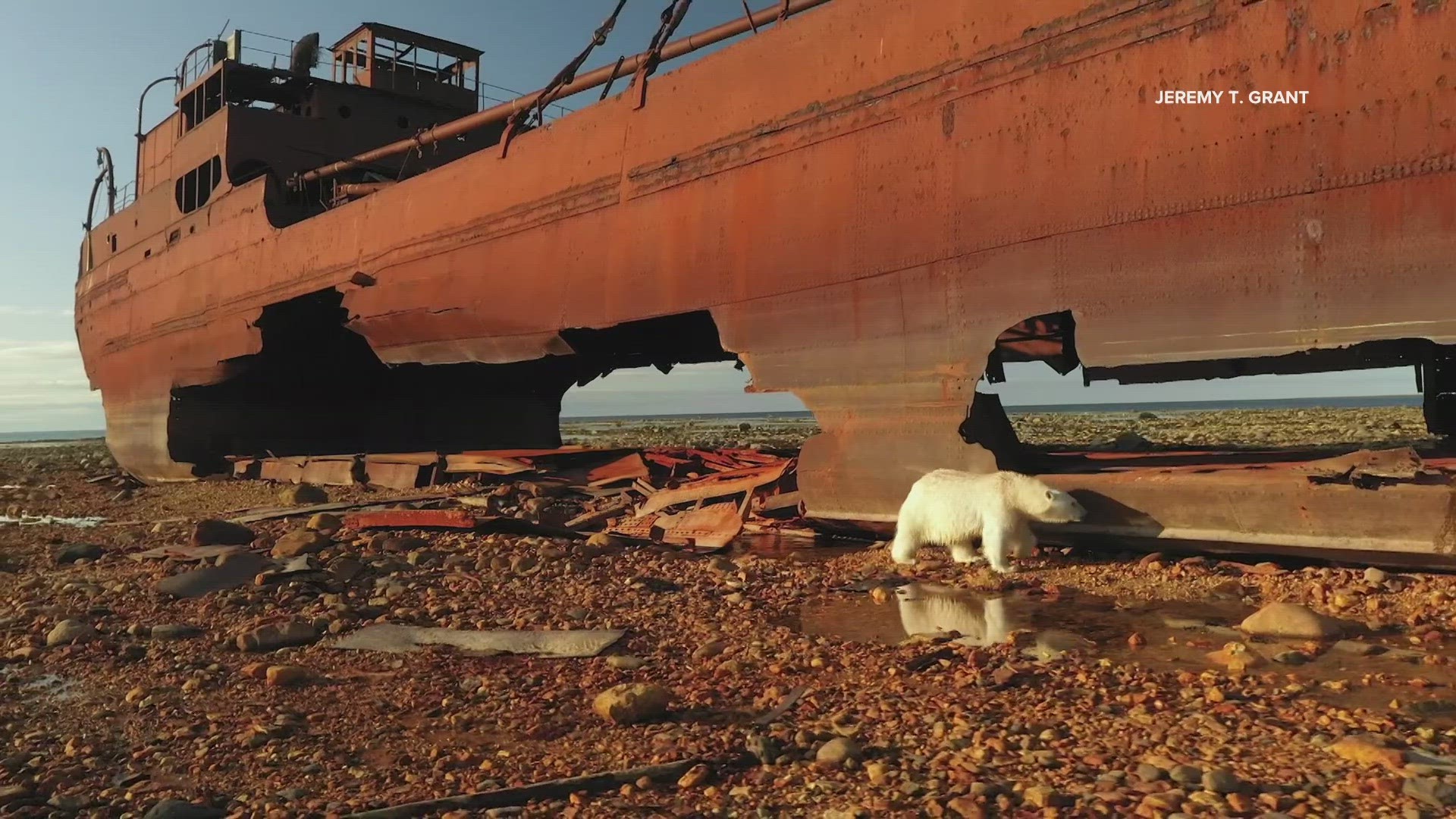 Maine photographer Jeremy Grant can add a new title to his resume: Certified Polar Bear Guard.