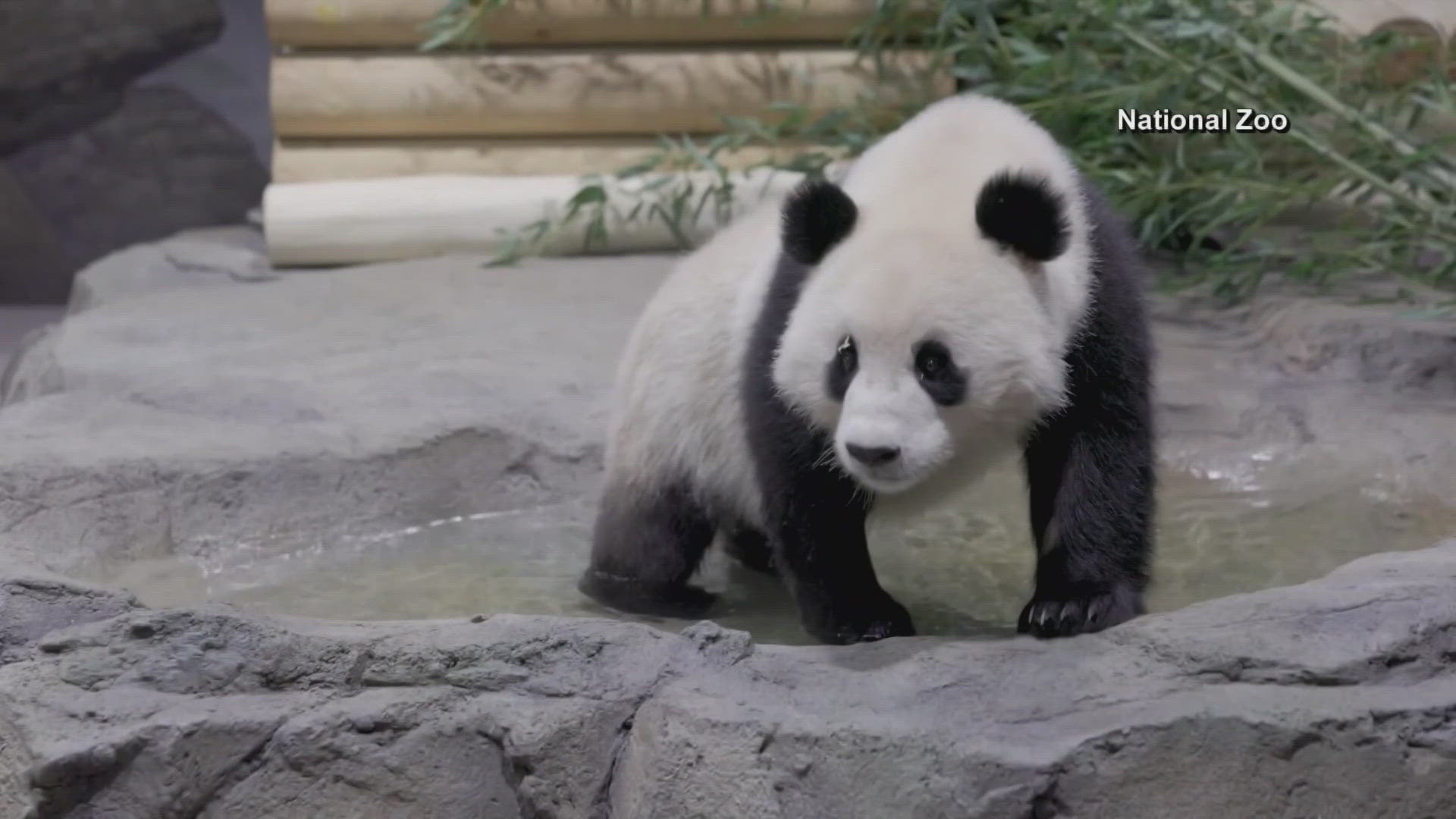 The pandas are named Bao Li and Quing Bao.