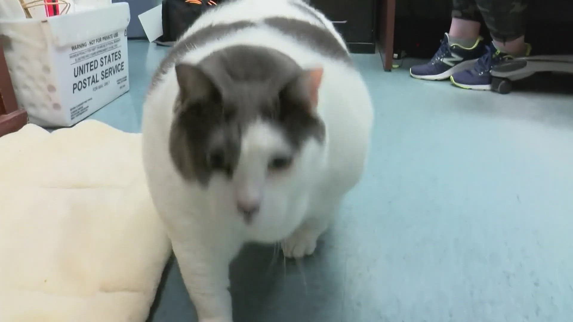 Patches the fat cat weighs in at over 40 pounds. His new owner is dedicated to helping the feline slim down.
