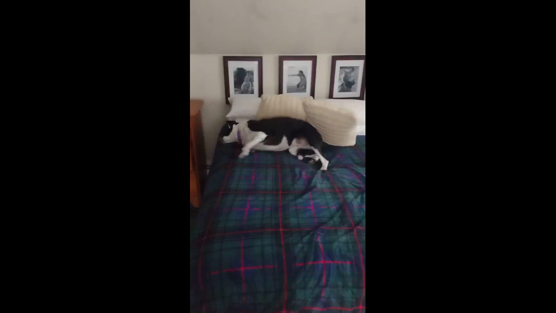 Jade doesn't like the bed made.
Credit: Riley S