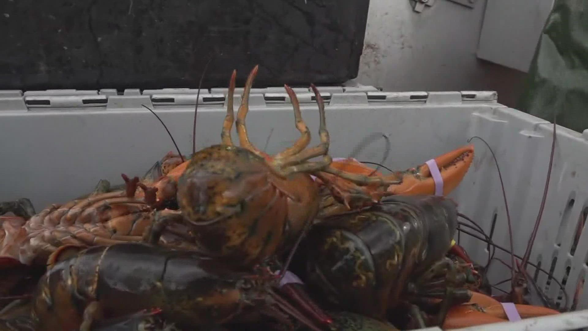 The decision comes after the U.K.-based Marine Stewardship Council suspended the lobster fishery's certification last week.