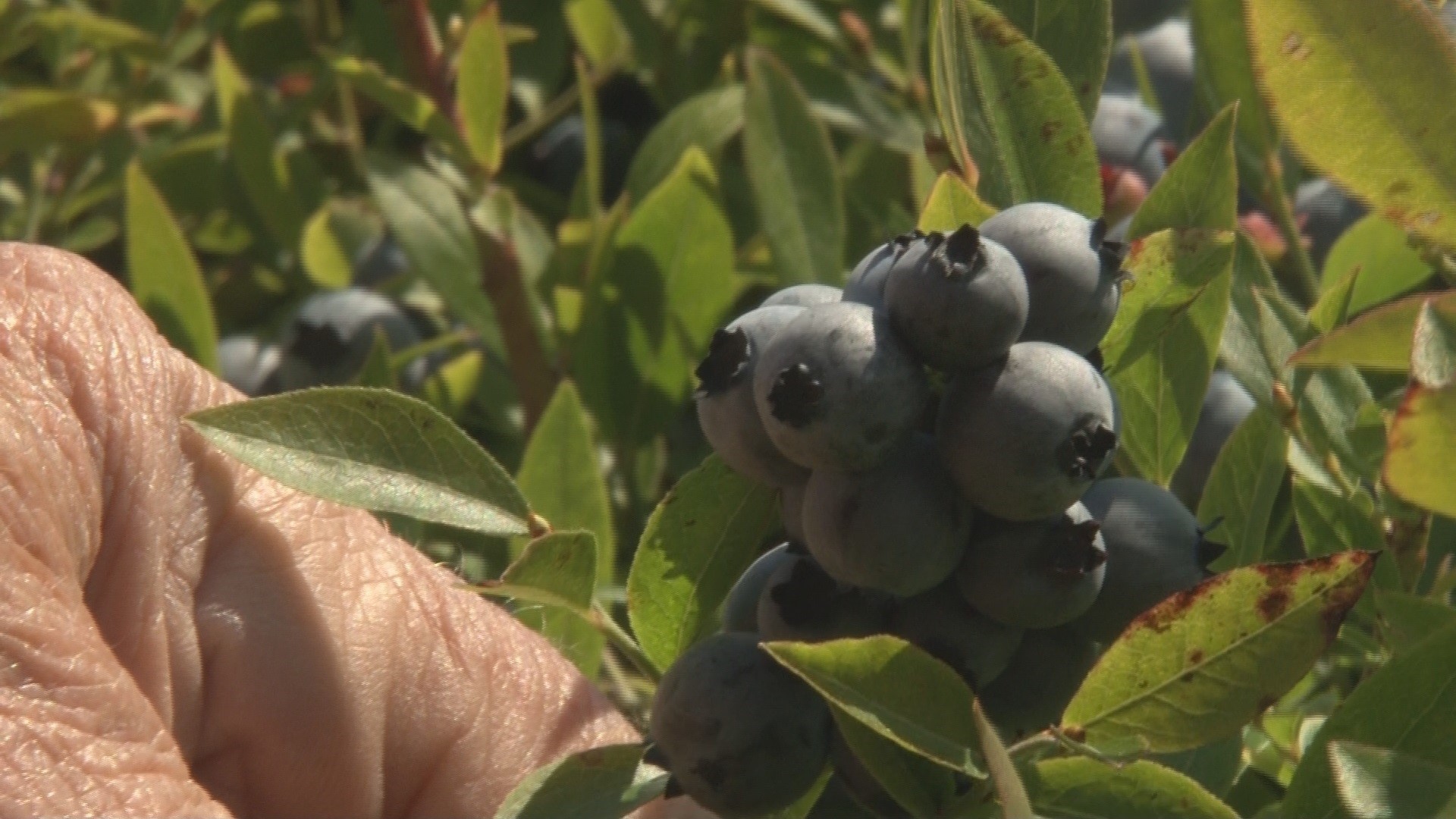 One wild blueberry farm in Pittston lost about 75 to 80 percent of its crop.