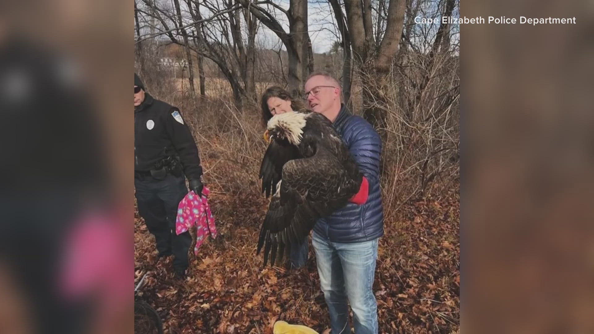 The bird was brought to a rehabilitation center in the town of Freedom for treatment.