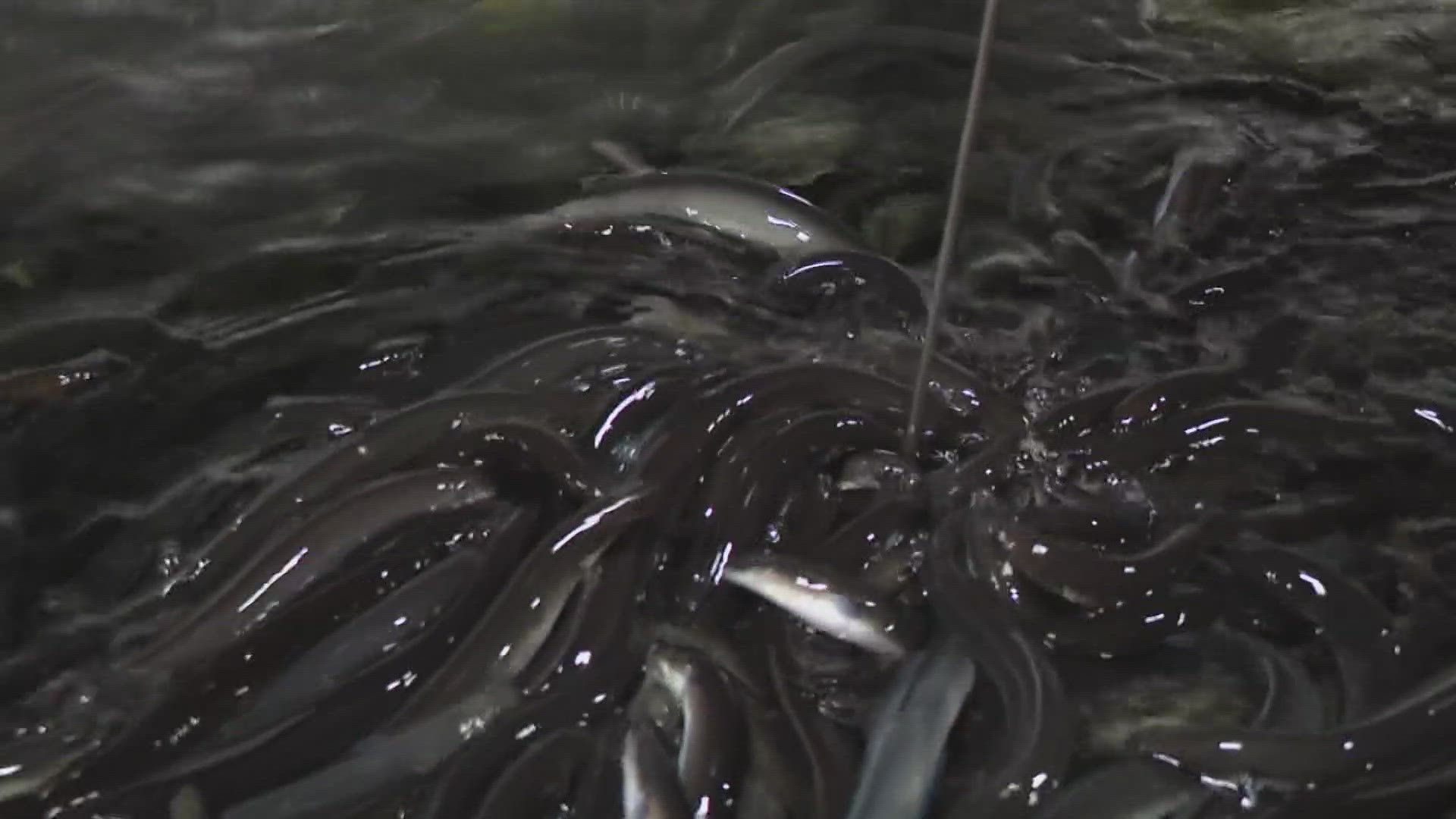 Elvers, which can sell for thousands of dollars a pound, are now being grown at American Unagi.