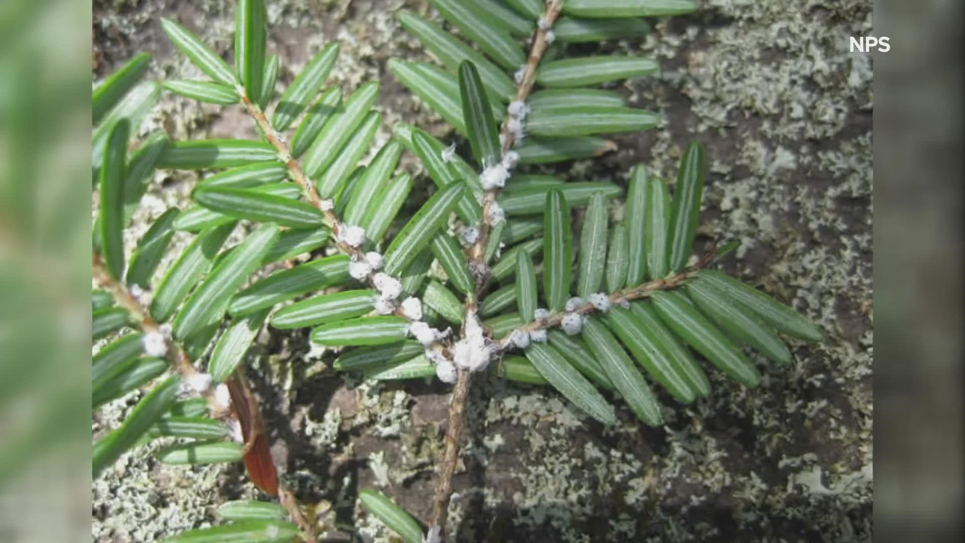 Native to Asia, the hemlock woolly adelgid, or HWA, is an invasive insect that attacks North American hemlocks and it's been discovered in Acadia National Park.