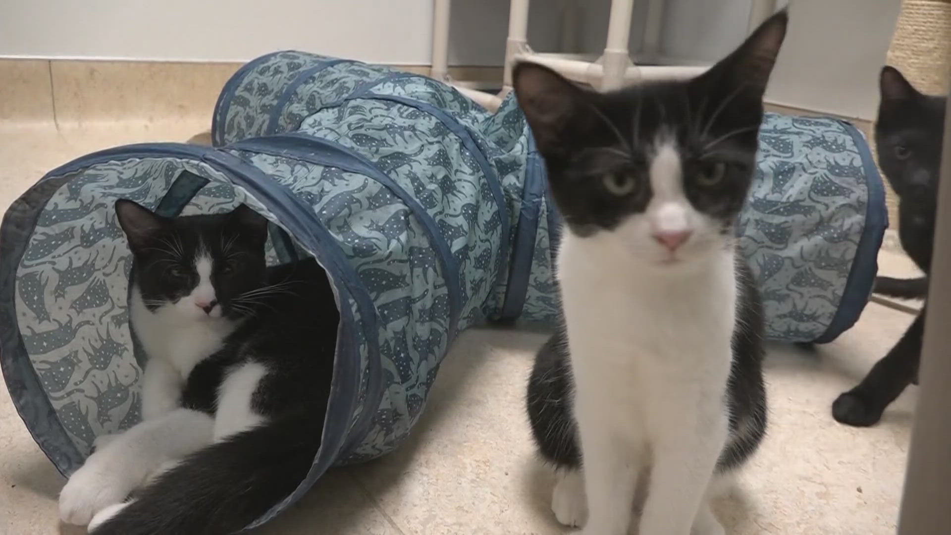 Midcoast animal rescues are reporting their cat rooms are completely filled to capacity, with the number of cats coming in seemingly not stopping.