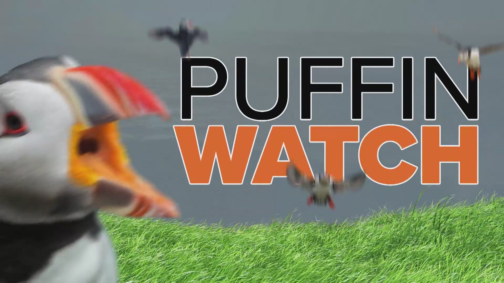 Puffin Watch: Adults Willie and Millie feed puffling Ama fish-filled meals