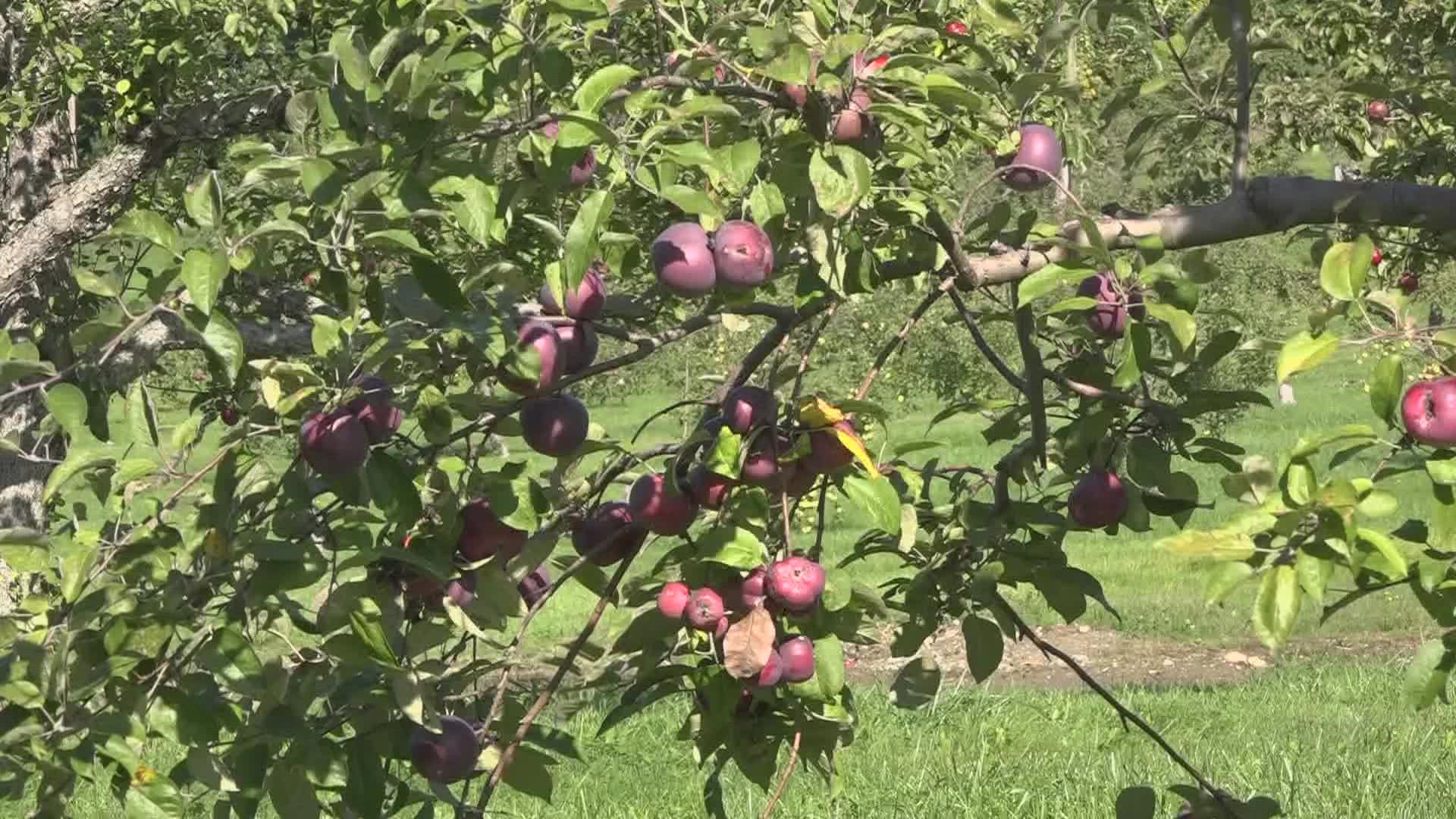 The Barker-Lavorgna family knew nothing about running an apple orchard but got to work to open Honey Hill Orchard in Lewiston for the season