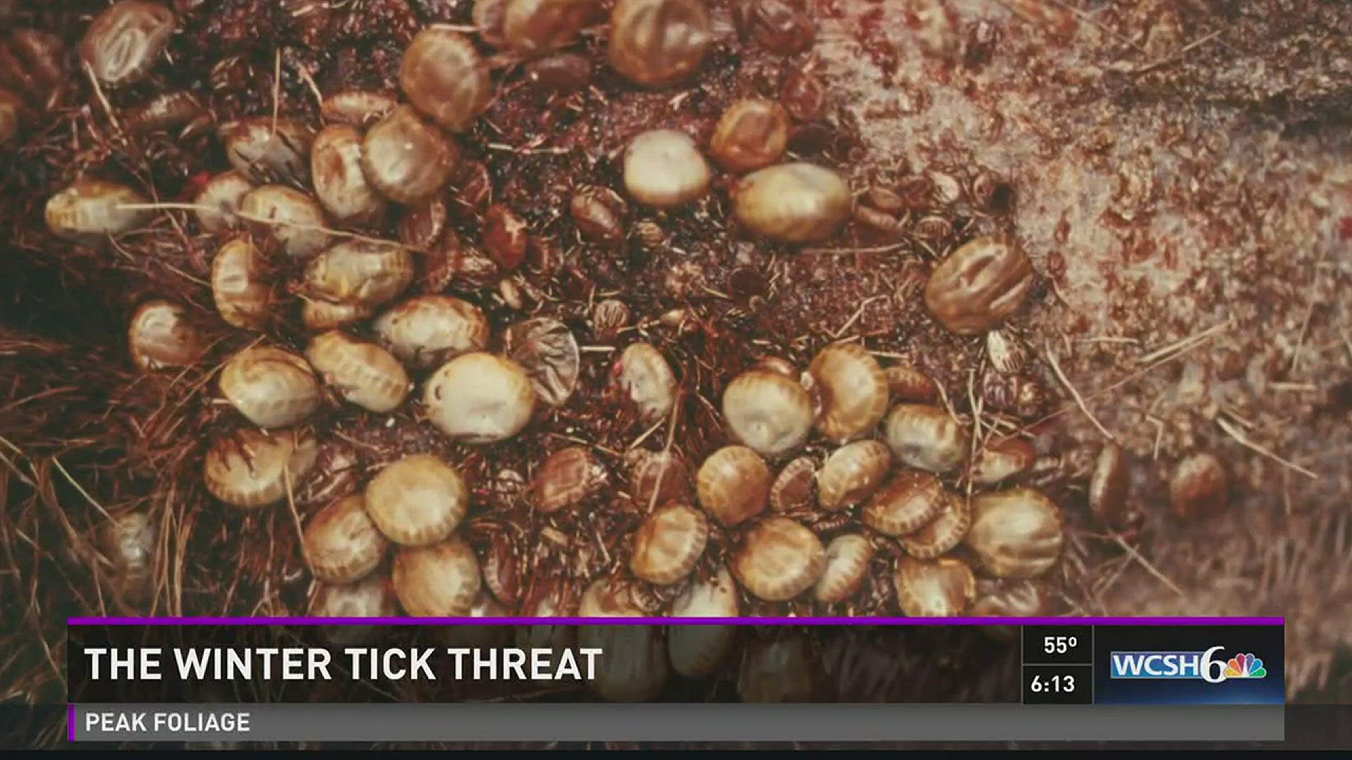 The winter tick threat