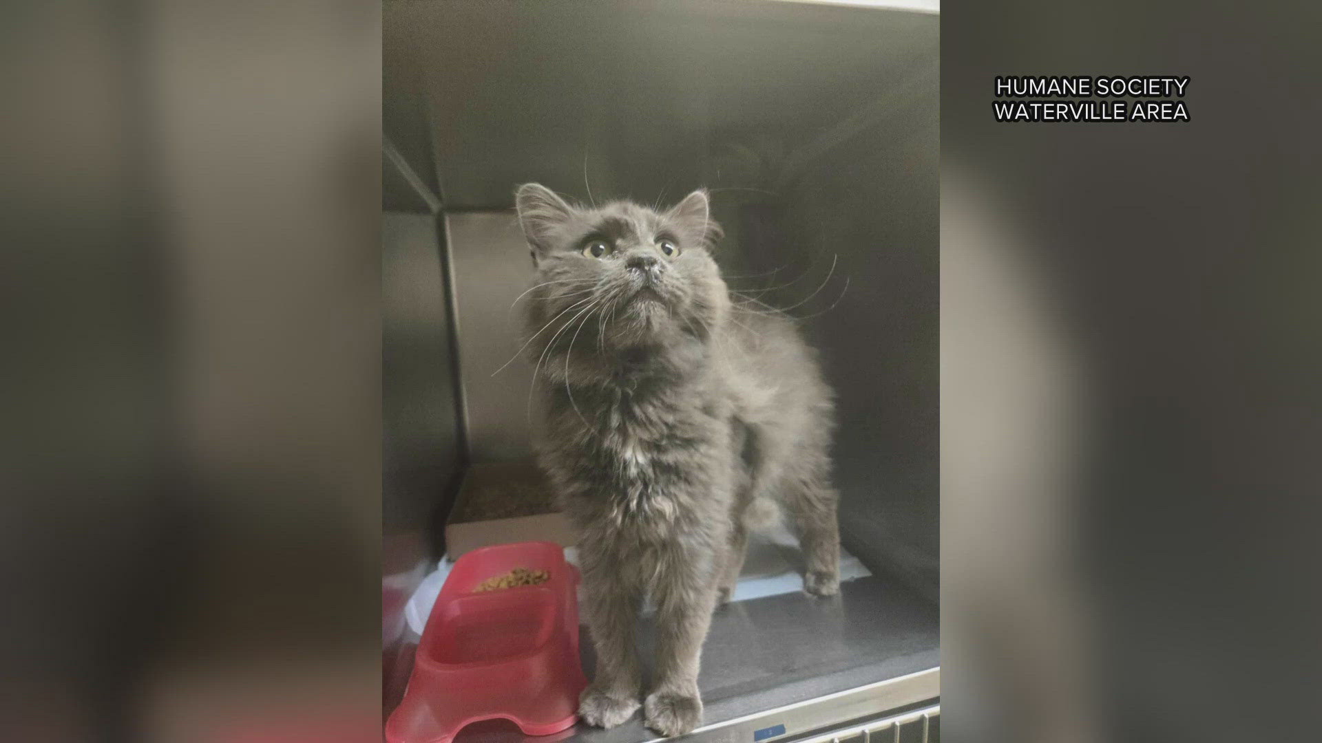 Waterville humane society in need of adopters and donations ...