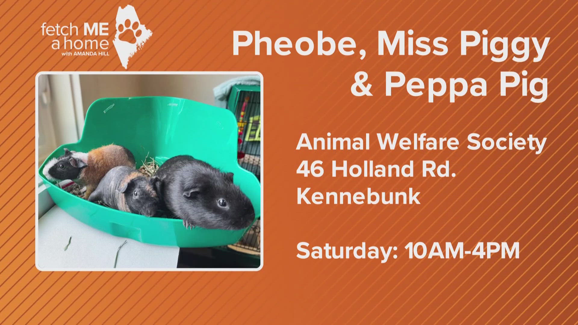 Phoebe the American guinea pig and her two babies, Miss Piggy and Peppa Pig, are looking for their forever home.