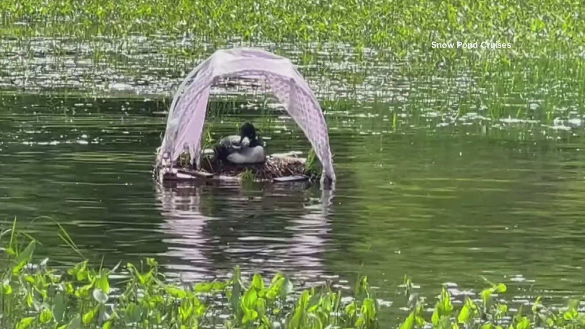 Capt. Gary Barrett with Snow Pond Cruises said he and passenger Brenda Wentworth were able to free a tangled loon and save her dropped egg.