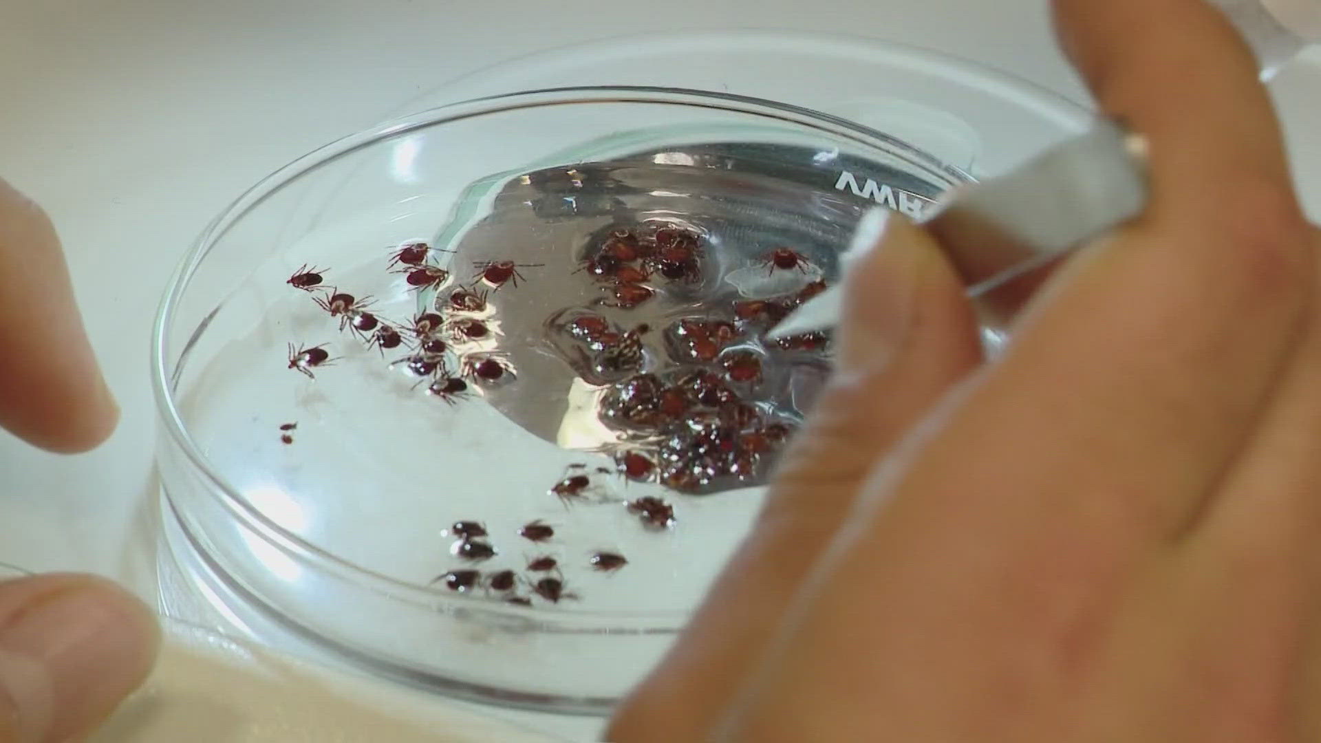 Medical researchers with MaineHealth are recruiting patients with early-stage Lyme disease for a groundbreaking study. 