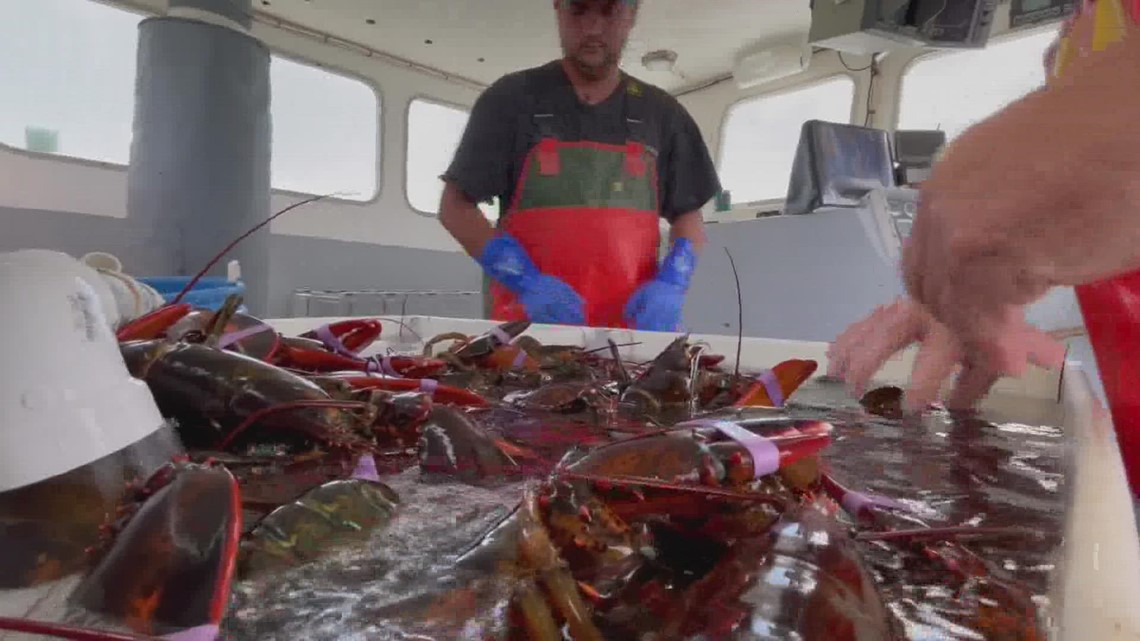 Maine Lobster Week is here