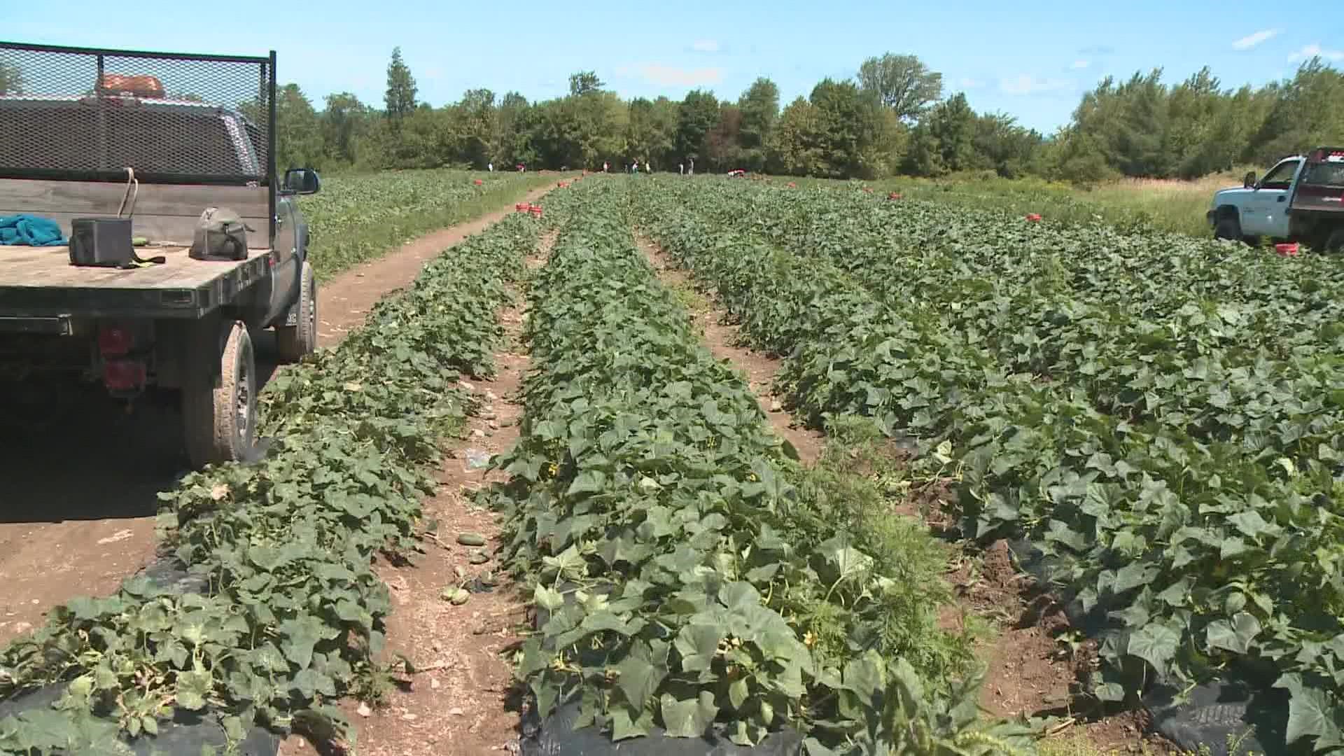 Farmers like Bob Spear of Spear Farms are turning to drip irrigation to replace natural rain during Maine's lengthy drought.