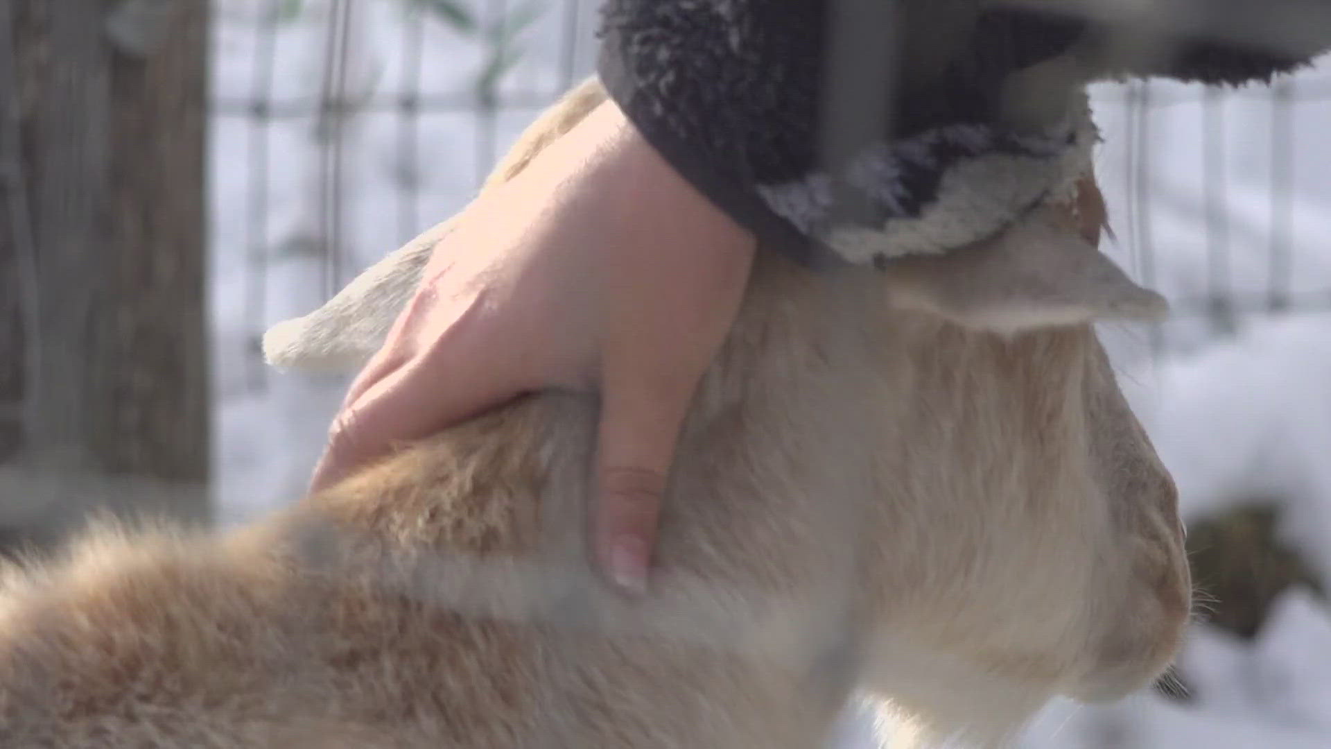 Interacting with animals has shown to reduce stress levels. Specifically around the holidays, Anchor ME Farm is hoping to help. 