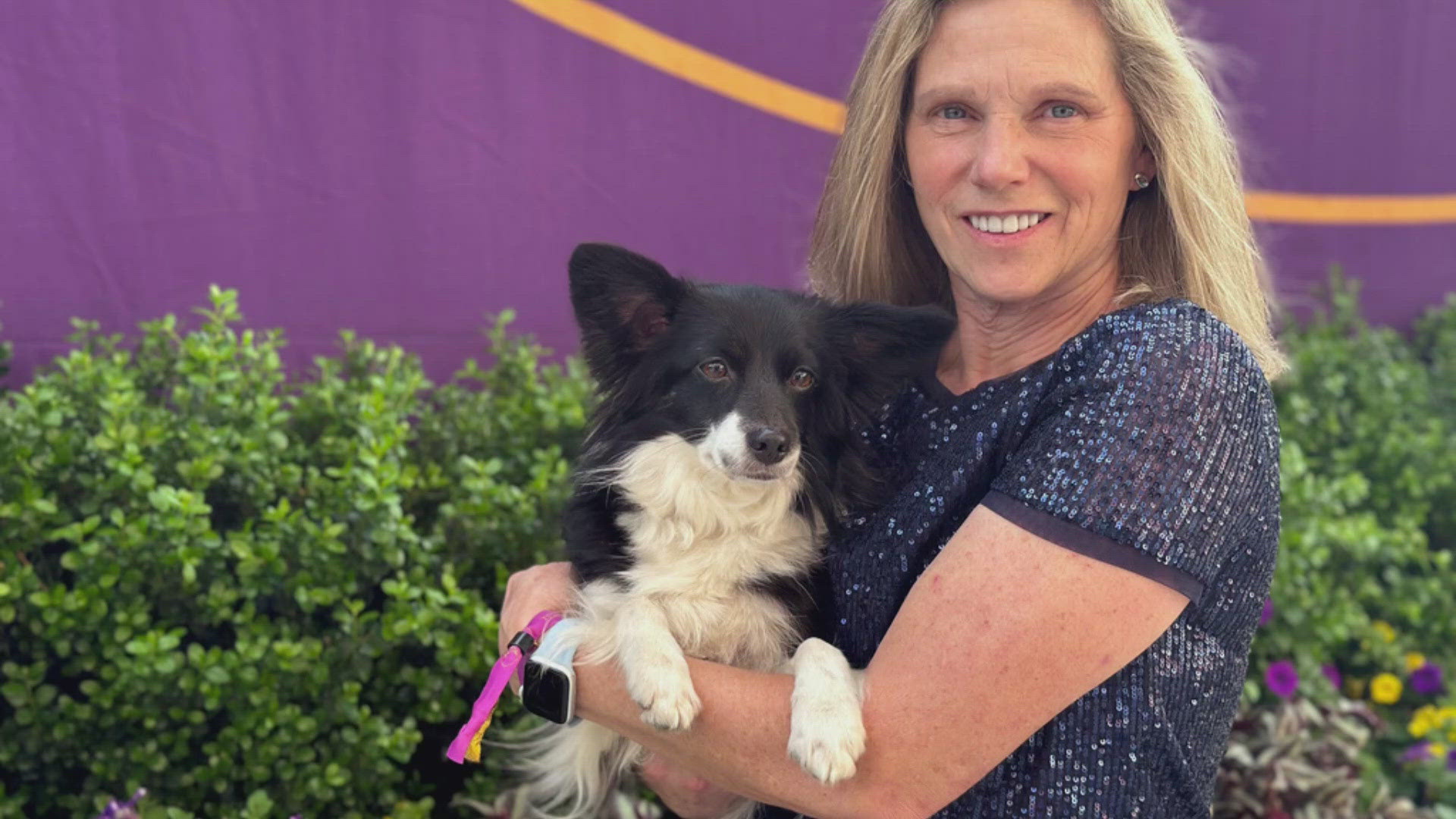 The show began in 1877 and has been expanding since its start. This year is the first a mixed-breed dog, not purebred, won the agility event.