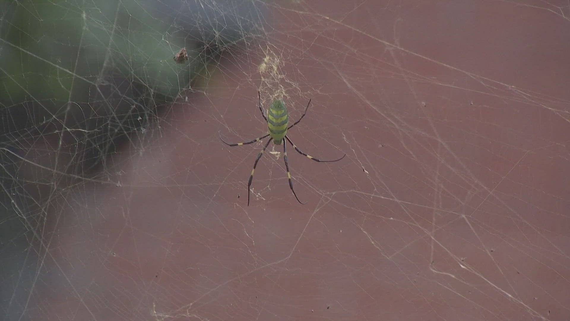 No, that's not a Halloween decoration. It's big, it flies, and it has now been spotted in New England. The East-Asian Joro spider has made its way north.