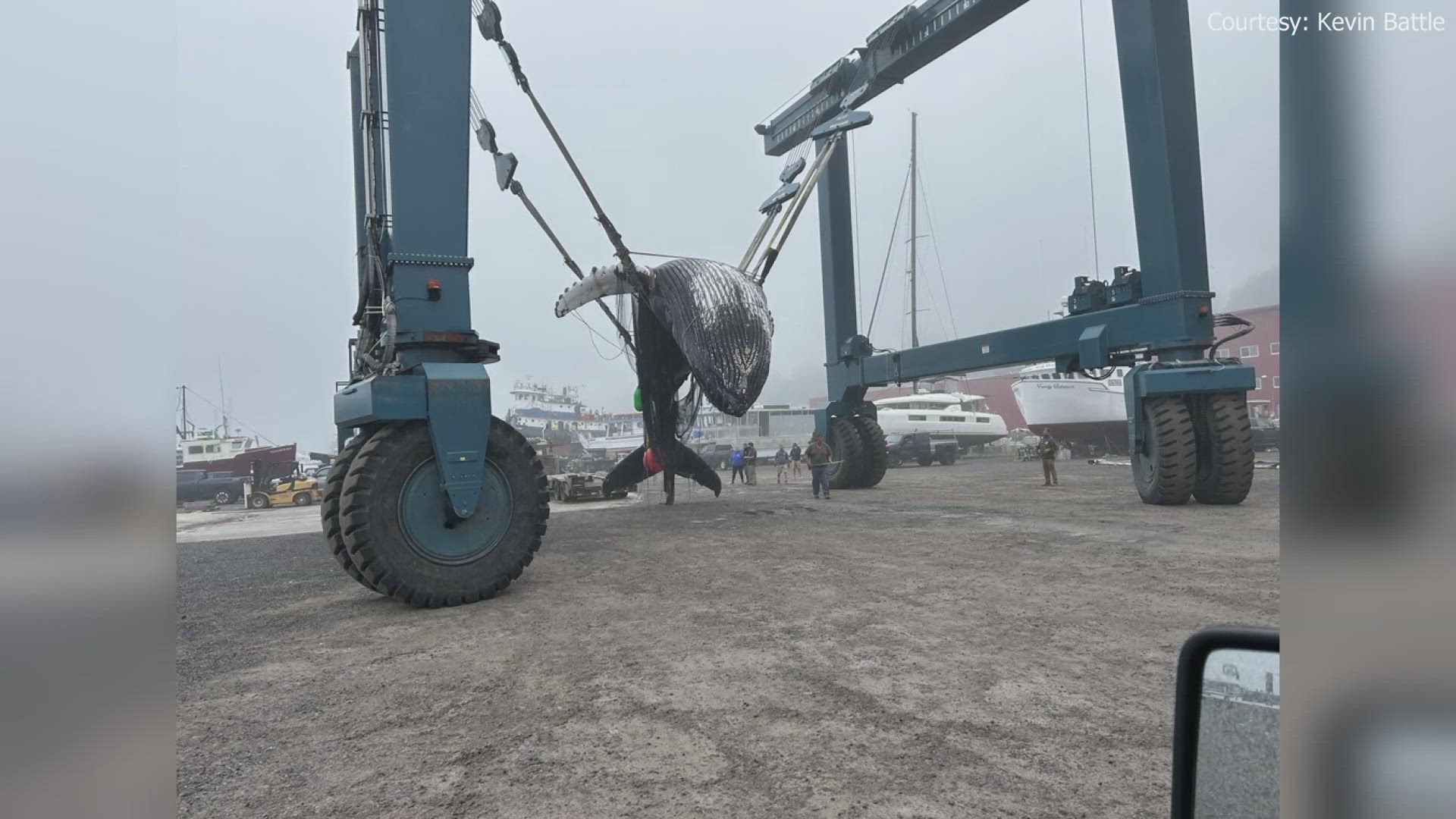 The cause of the 40-foot humpback whale's death remains unclear.