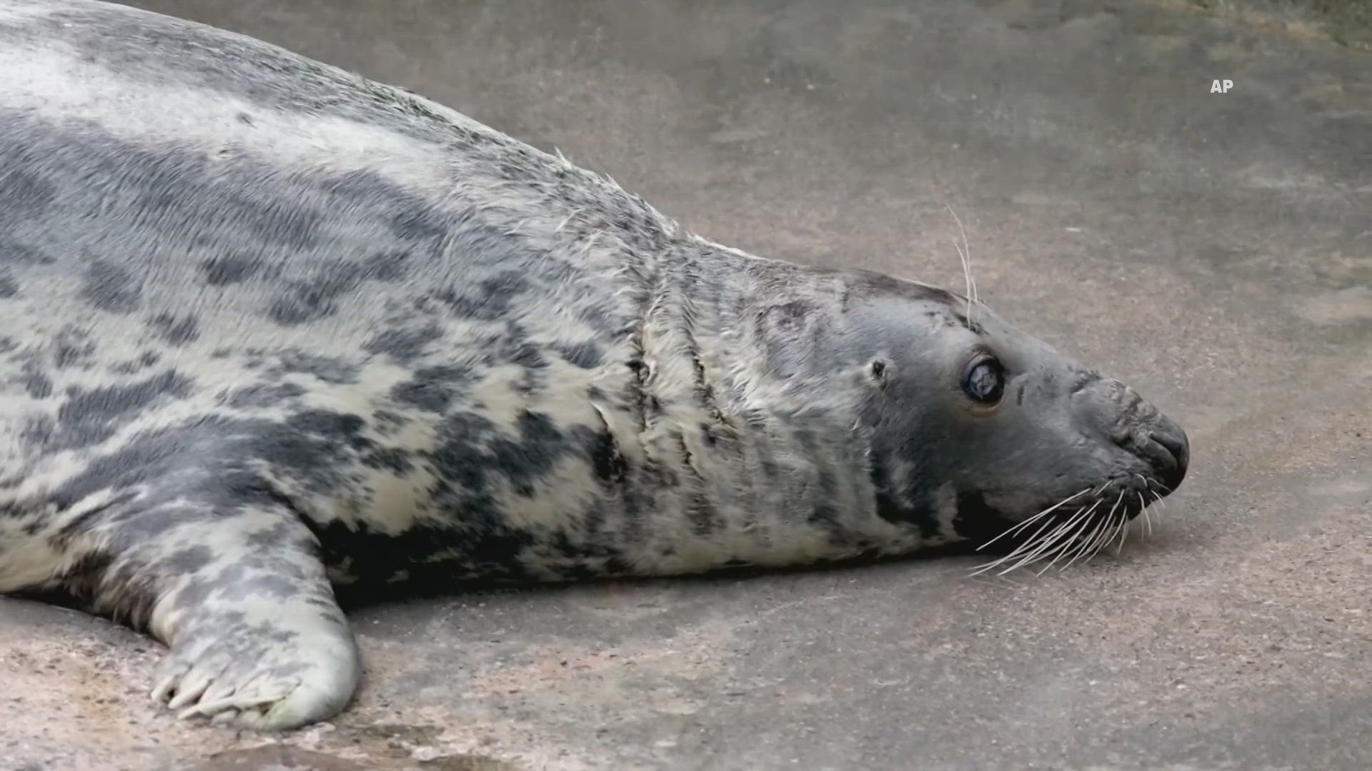 Sheba was brought to the sanctuary where she lives in 1974 after being rescued from a beach with a head injury and an eye infection.