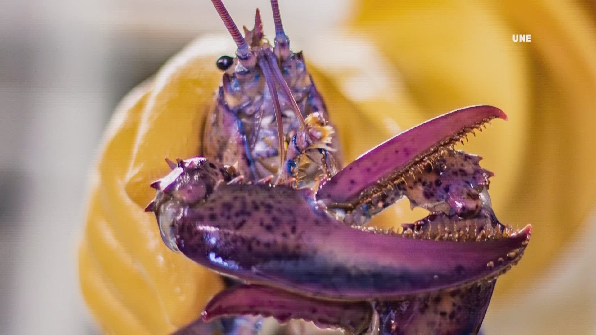 Student researchers are using DNA testing to try to solve the mystery behind these colorful lobsters.