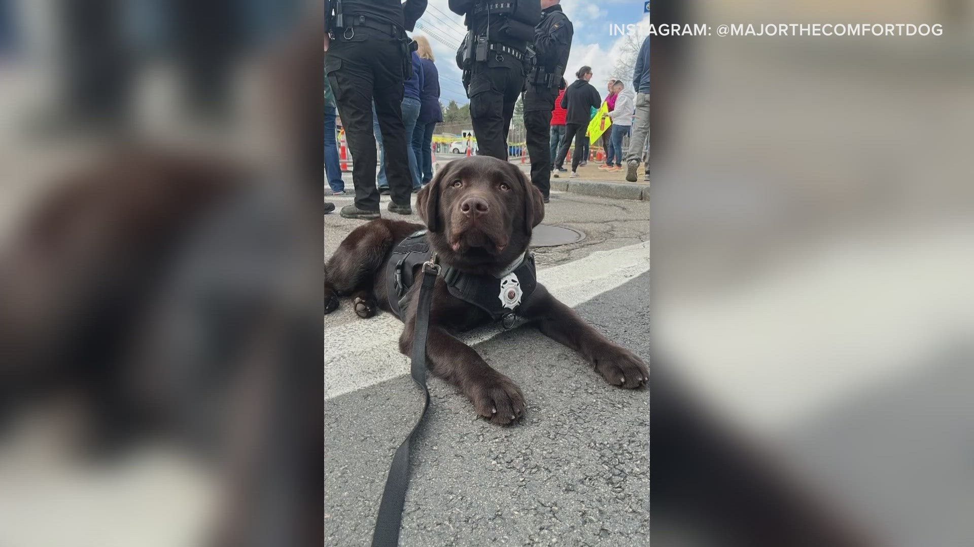 The 7-month-old chocolate Lab and his partner, Officer Mike Taddei, were at the 5-kilometer mark of the race in Ashland, Massachusetts.