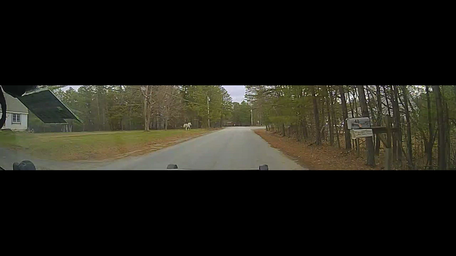 Sgt. David Chauvette of the York County Sheriff's office was driving through a neighborhood in Limington Thursday morning when he encountered a majestic white horse.