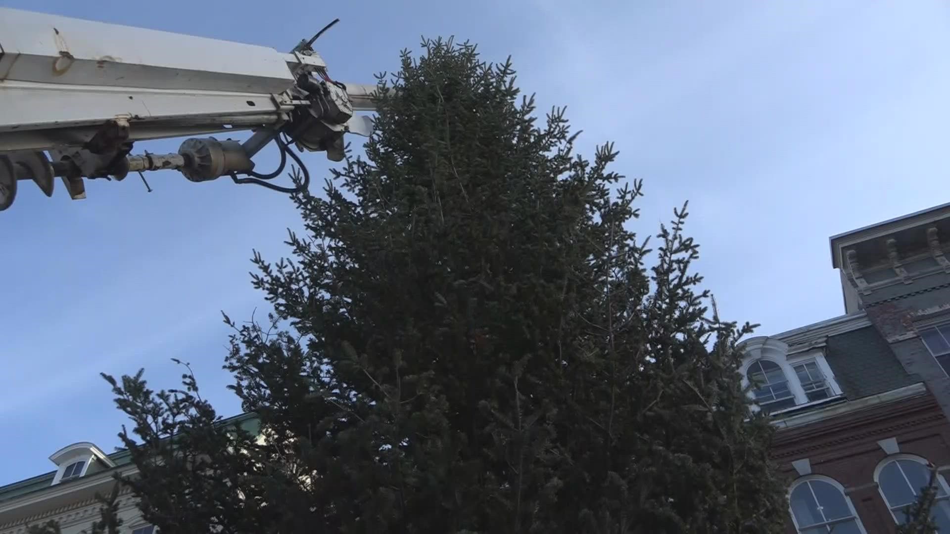 The 35-foot Balsam fir tree was delivered and setup in West Market Square this morning.