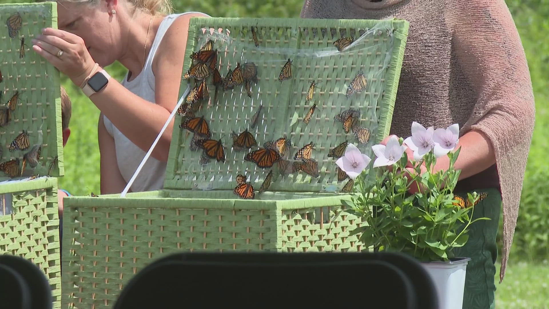 Hosted by Andwell Health Partners, close to 1,000 butterflies were let go as a symbolic release of grief and to celebrate loved ones' spirits passing on.