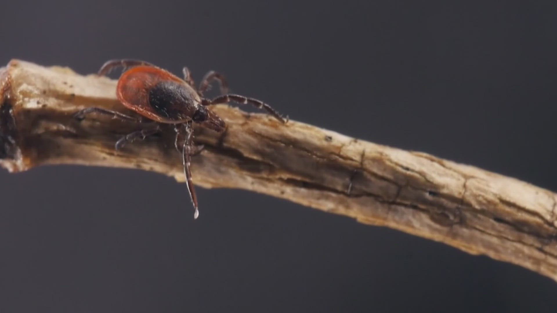 Experts say recent snow and ice will have little impact as more ticks expand into new areas.