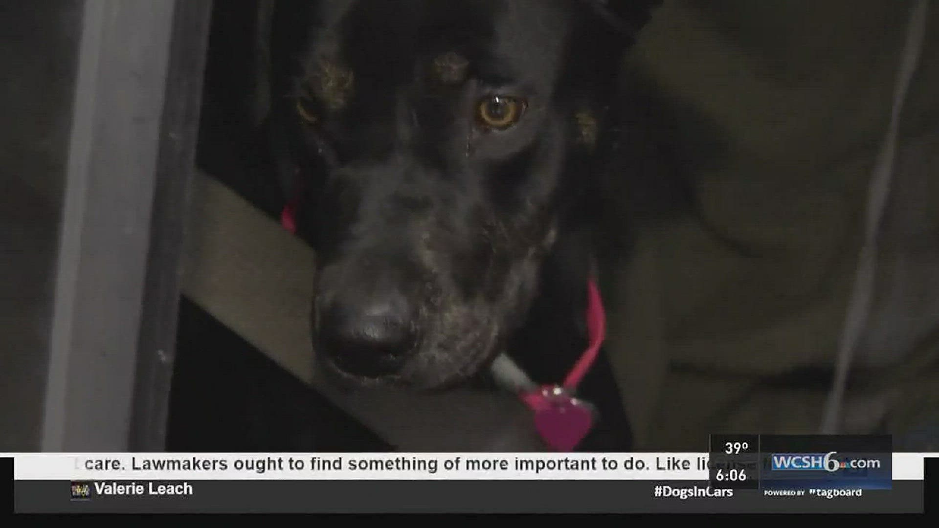 Maine law could require restrained dogs in cars.