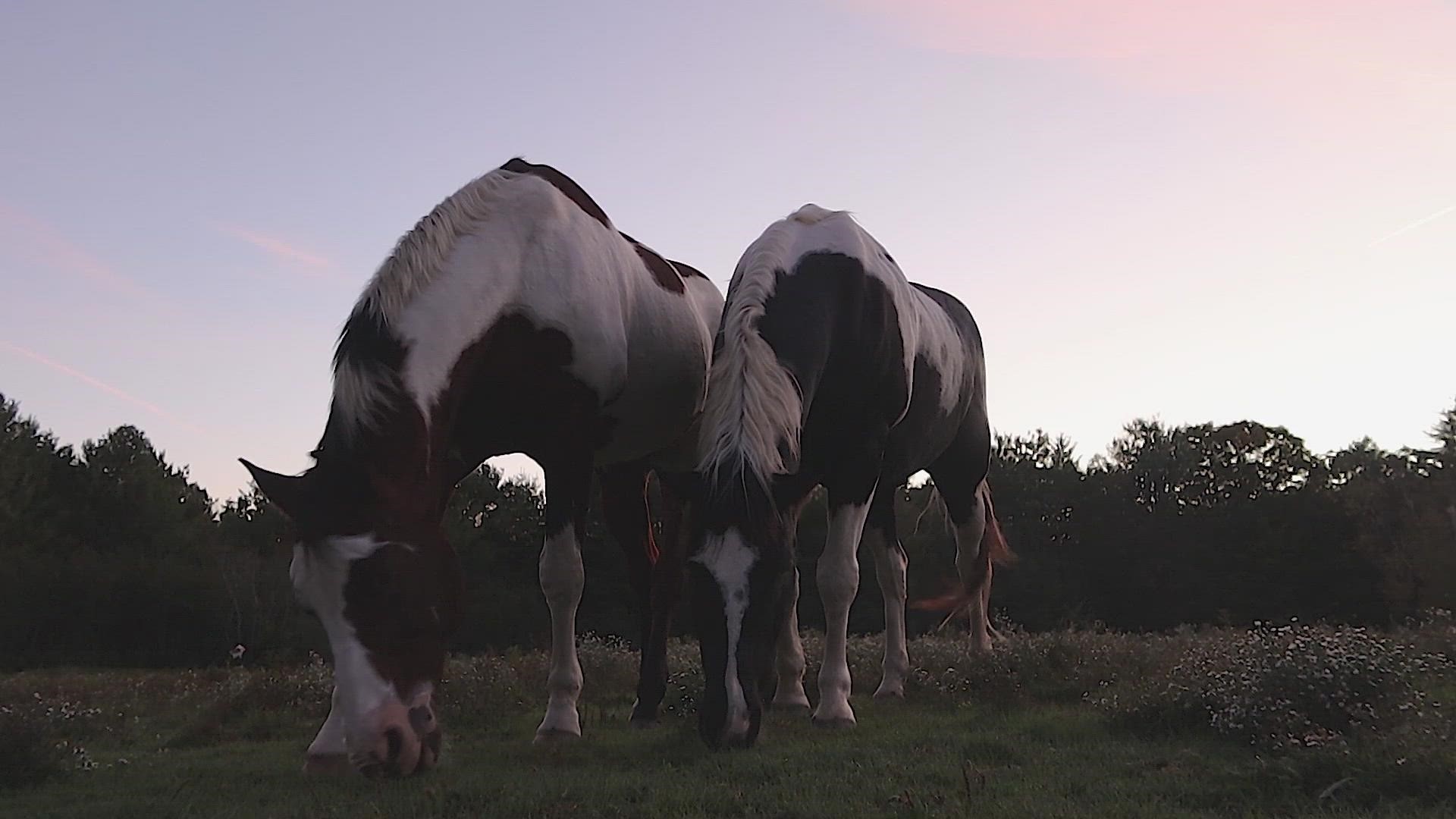 There's something soothing about the sight and sound of horses grazing on a fall evening. Video shot by NEWS CENTER Maine's Griffin Stockford.