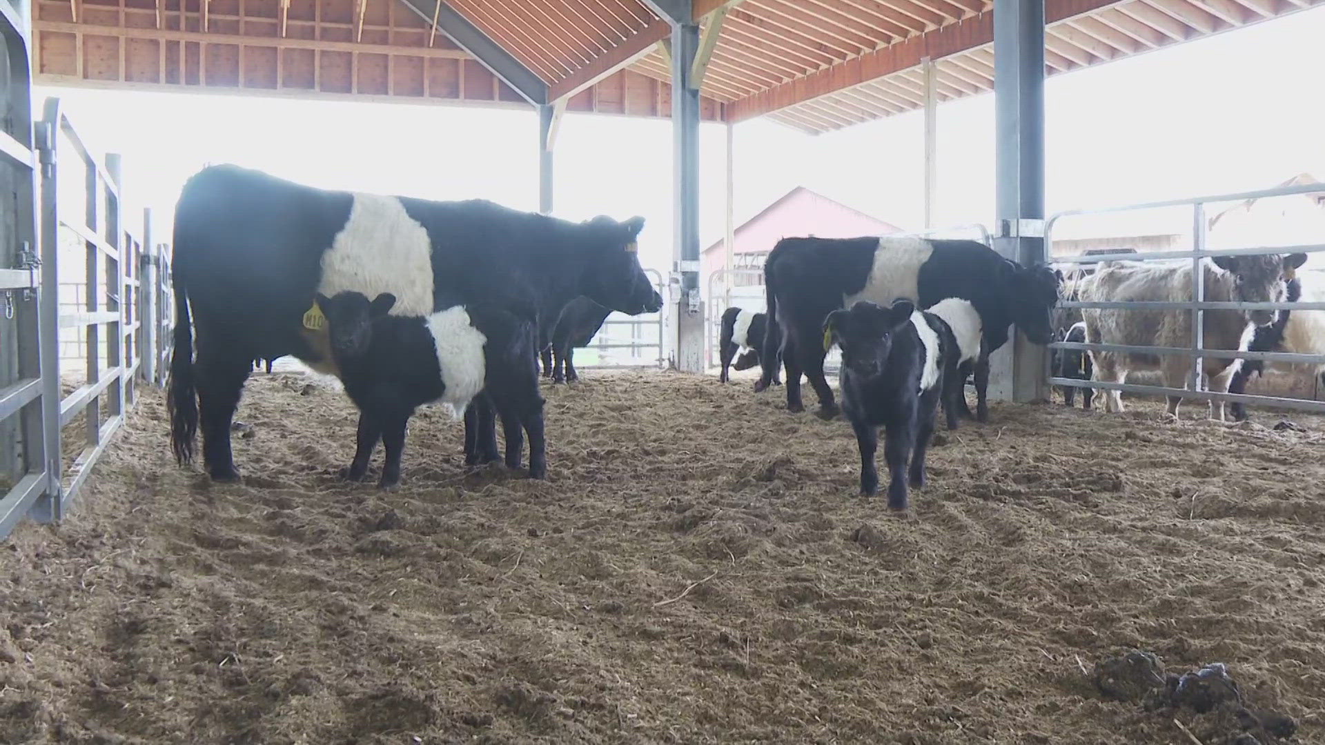 The farm has lots of new additions for this year’s “Calf Unveiling Day.”
