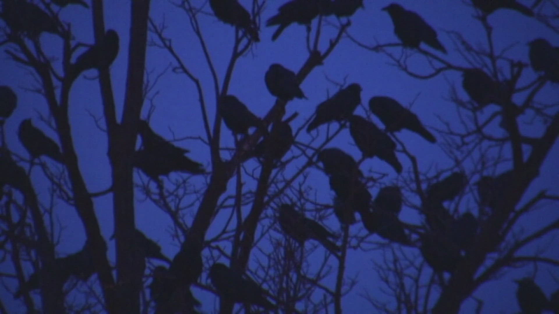 The city of Rochester is fighting a war against the crows there, and it seems like the humans are losing. 