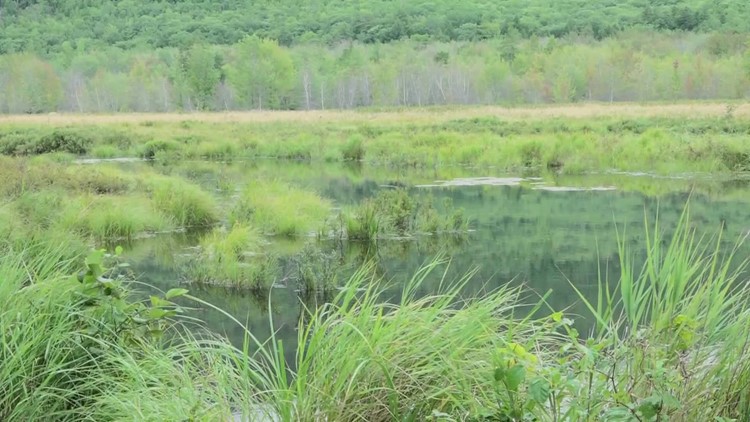 Climate change is worsening invasive plants problem at Acadia National Park