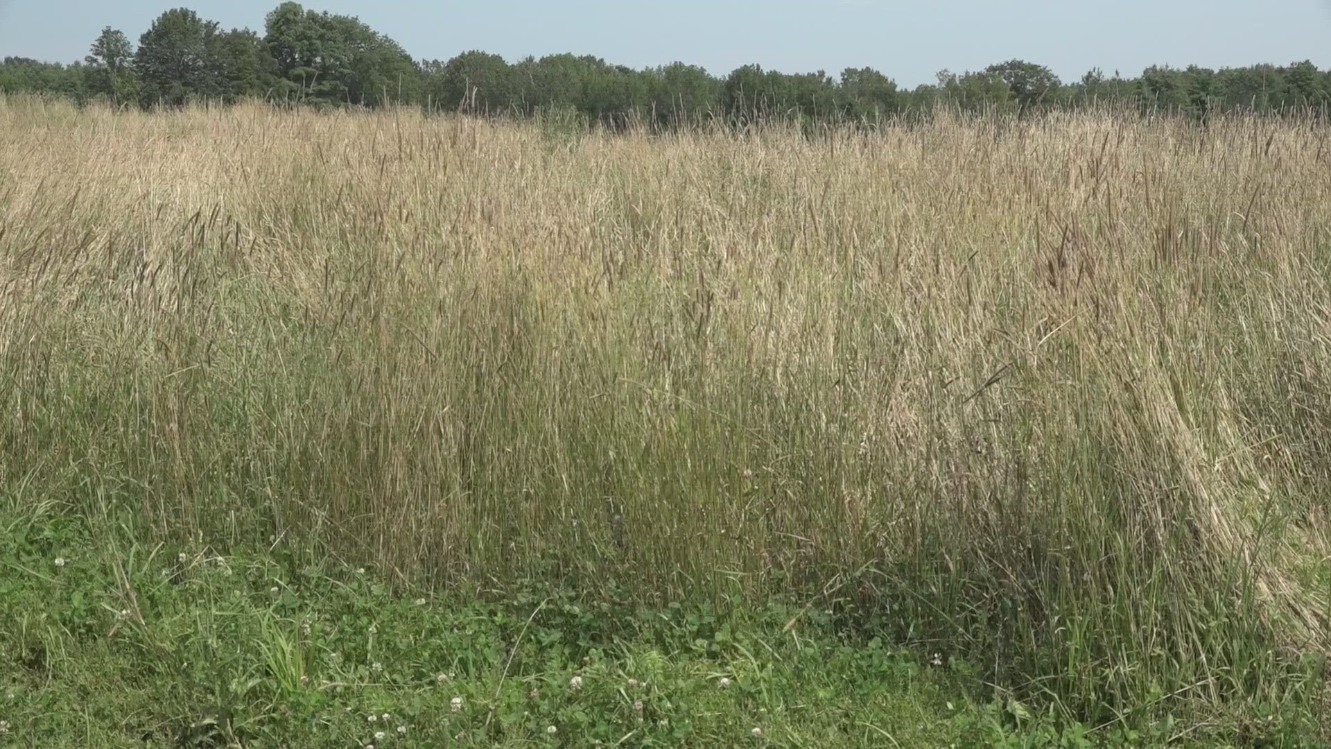 While farmers typically contend with scorching heat and drought, this year's excessive rain has led to a shortage of hay, a critical component of livestock feed.