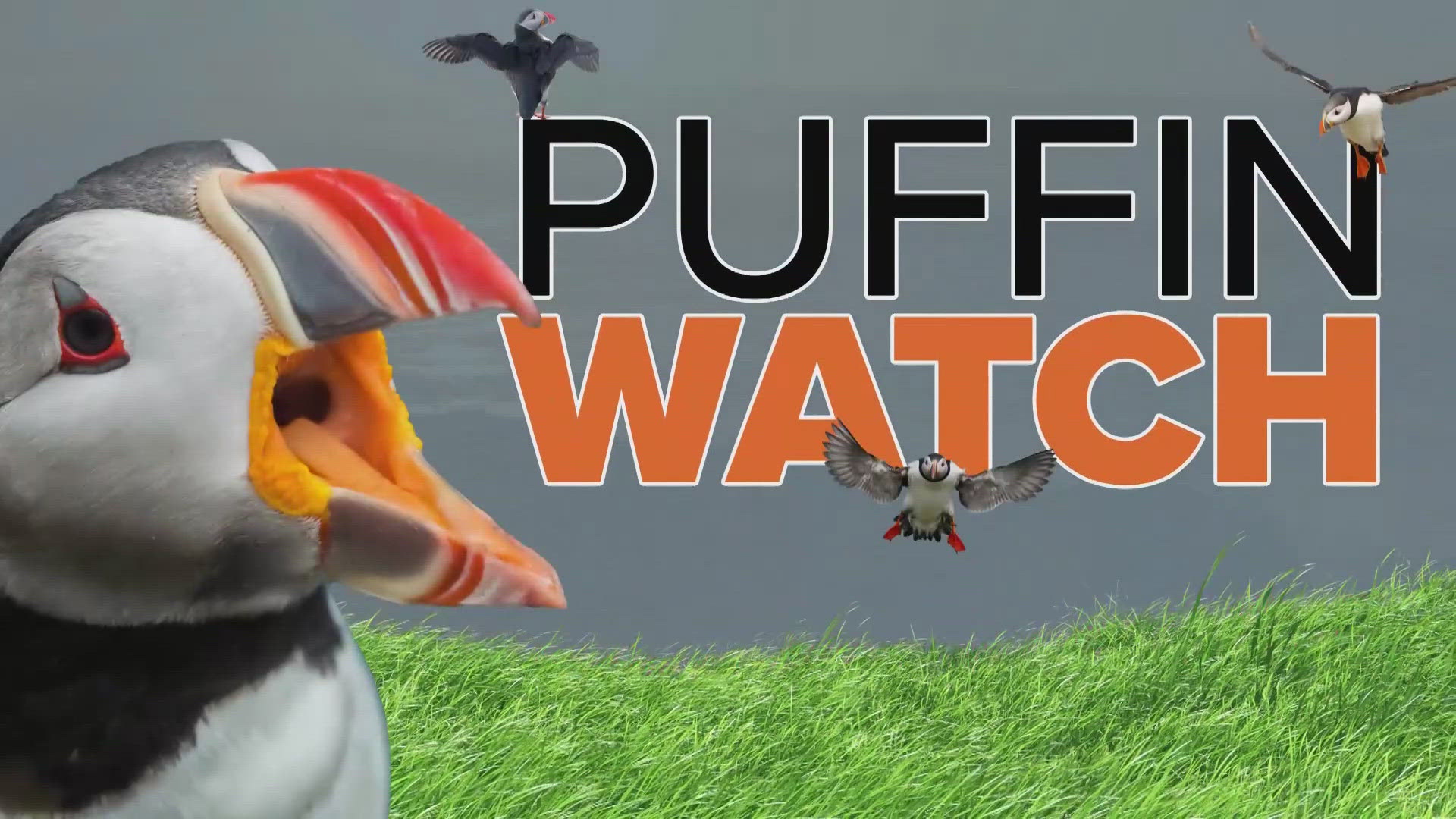 Puffin Watch: Baby puffling Ama grows more curious and active ...