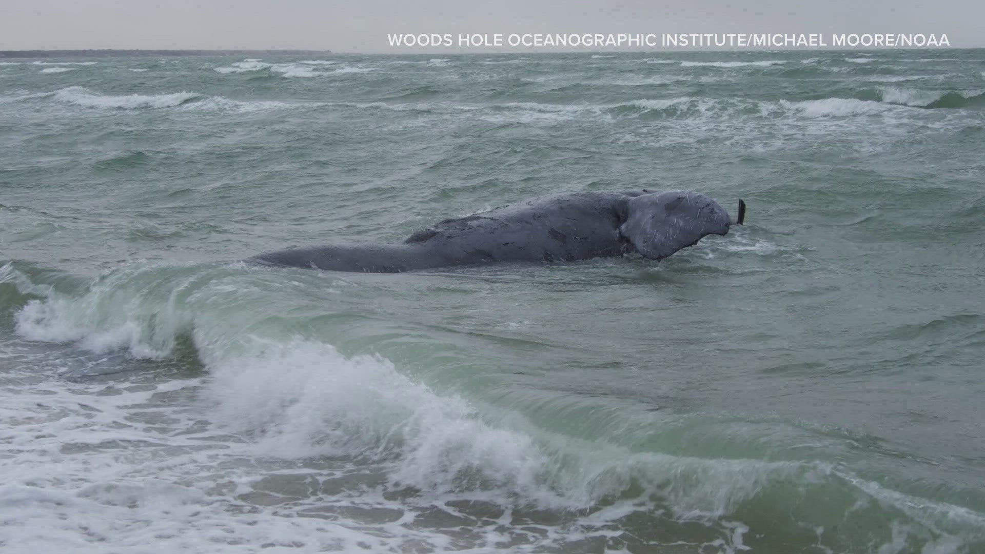 The North Atlantic right whale was found washed ashore on the coast of Martha's Vineyard.