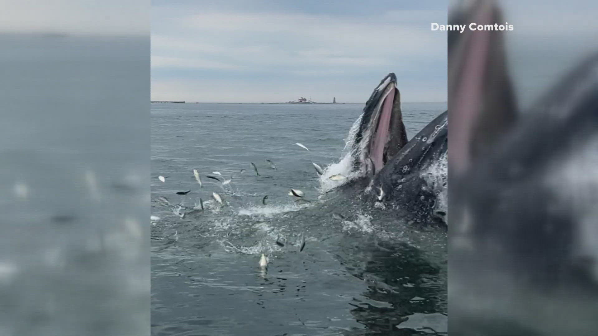 The whale has been lingering in close shore for about three days, and it seems everyone is trying to catch a glimpse of the rare sighting.