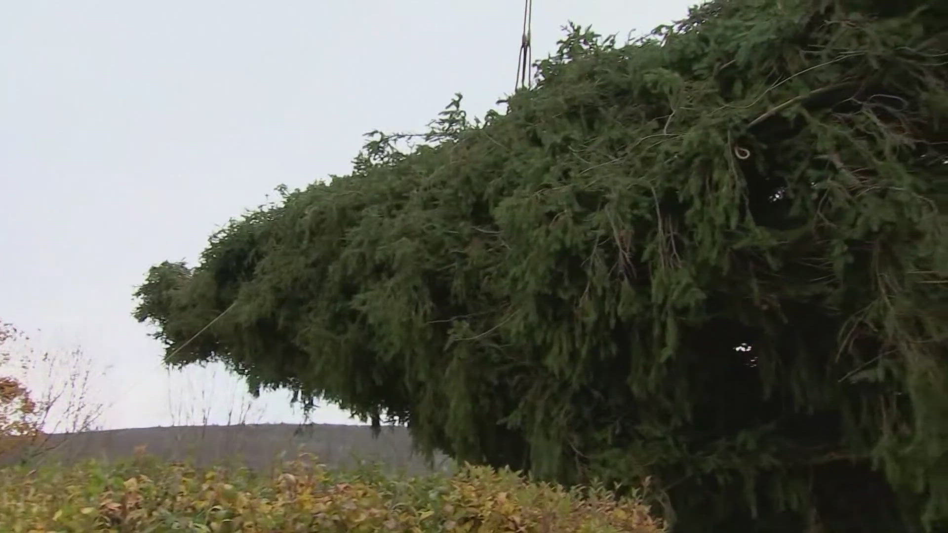 The 74 foot Norway Spruce came from Massachusetts