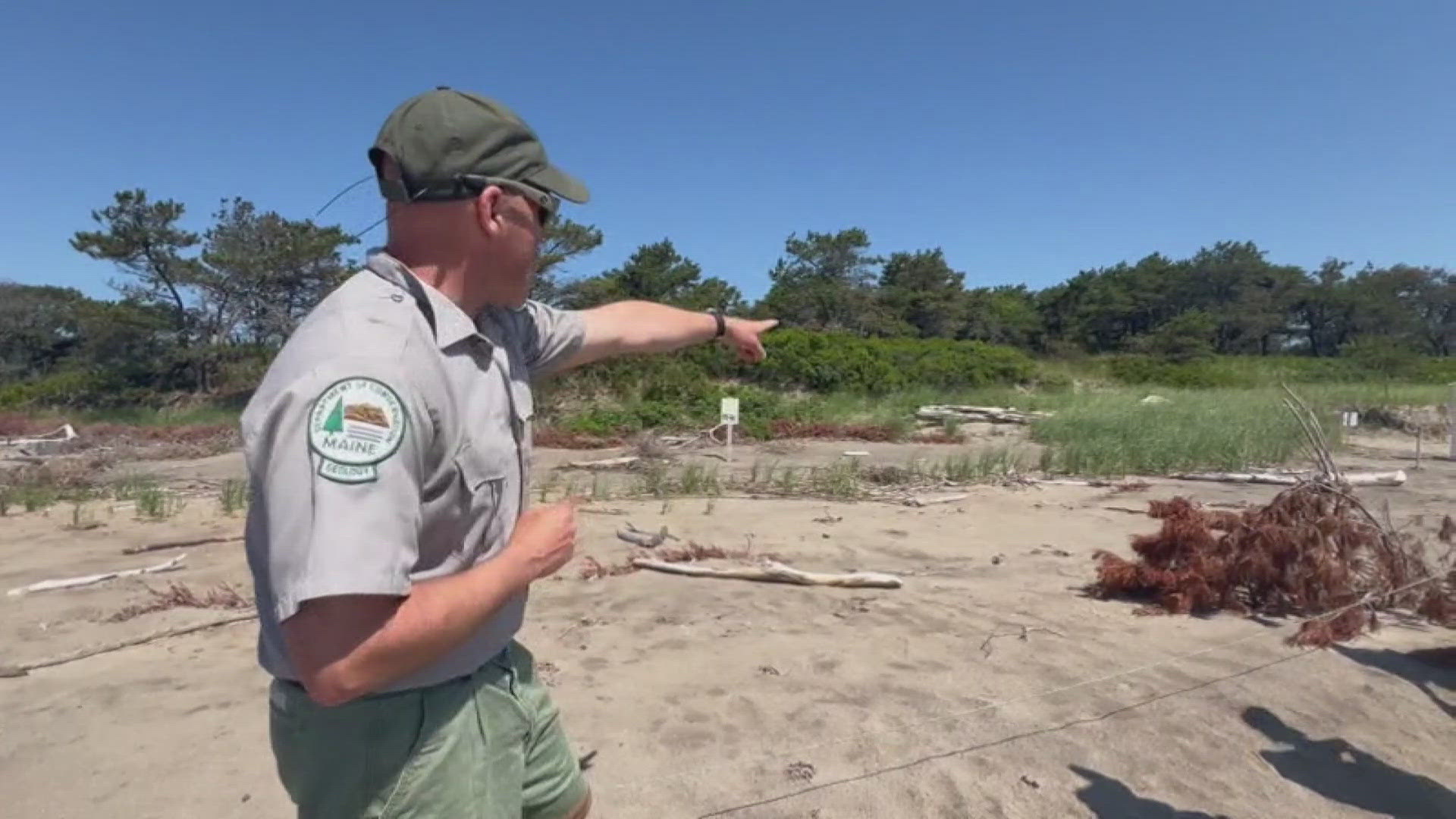 "The idea is to give the beach a helping hand by putting out these trees into these rows that mimic the natural kind of dune crest you see in our dune systems."