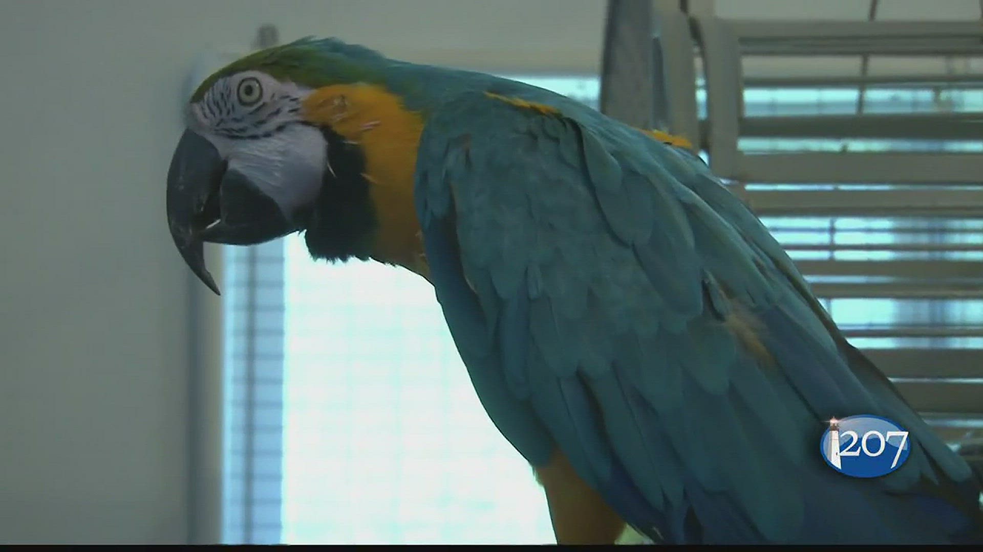 Siesta Sanctuary parrots