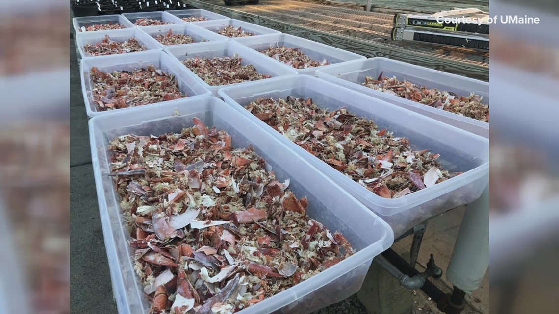 UMaine researchers test lobster shells to combat soilborne pathogens
