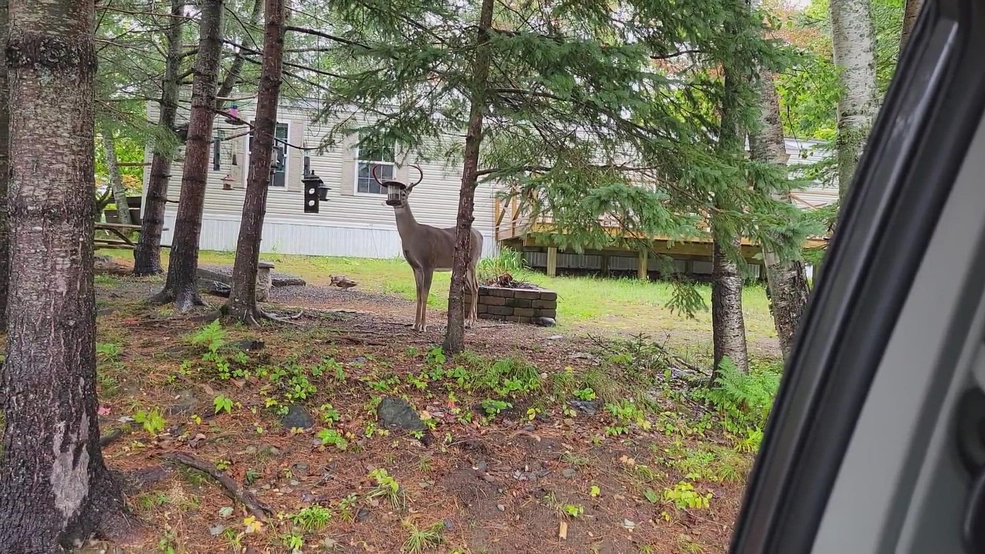 Deer spotted eating from bird feeders.
Credit: Submitted without credit.