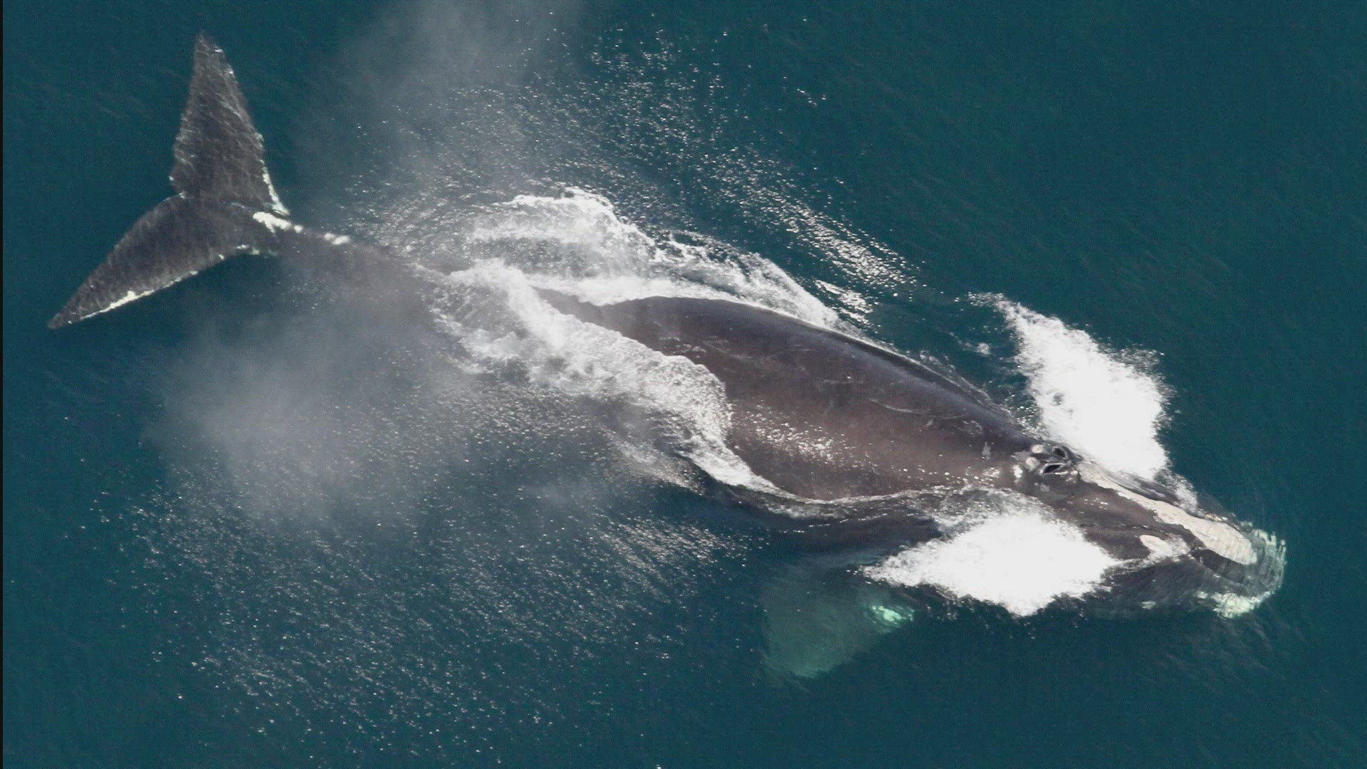 Other highlights included two orcas—an uncommon sight off New England—one of which was toting an unlucky tuna in its mouth, NOAA said.