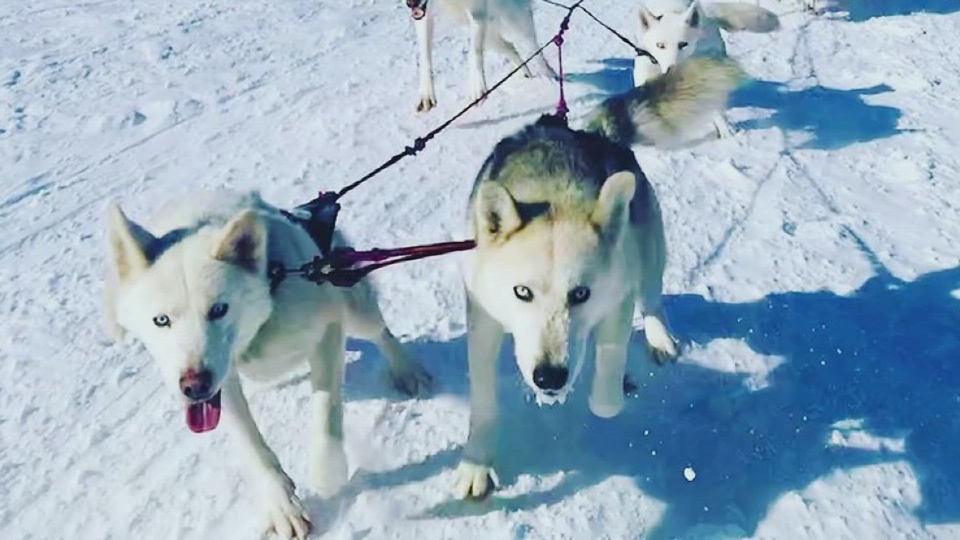 The breed is known for delivering lifesaving medicine to the remote town of Nome, Alaska, during an outbreak of diphtheria in 1925.