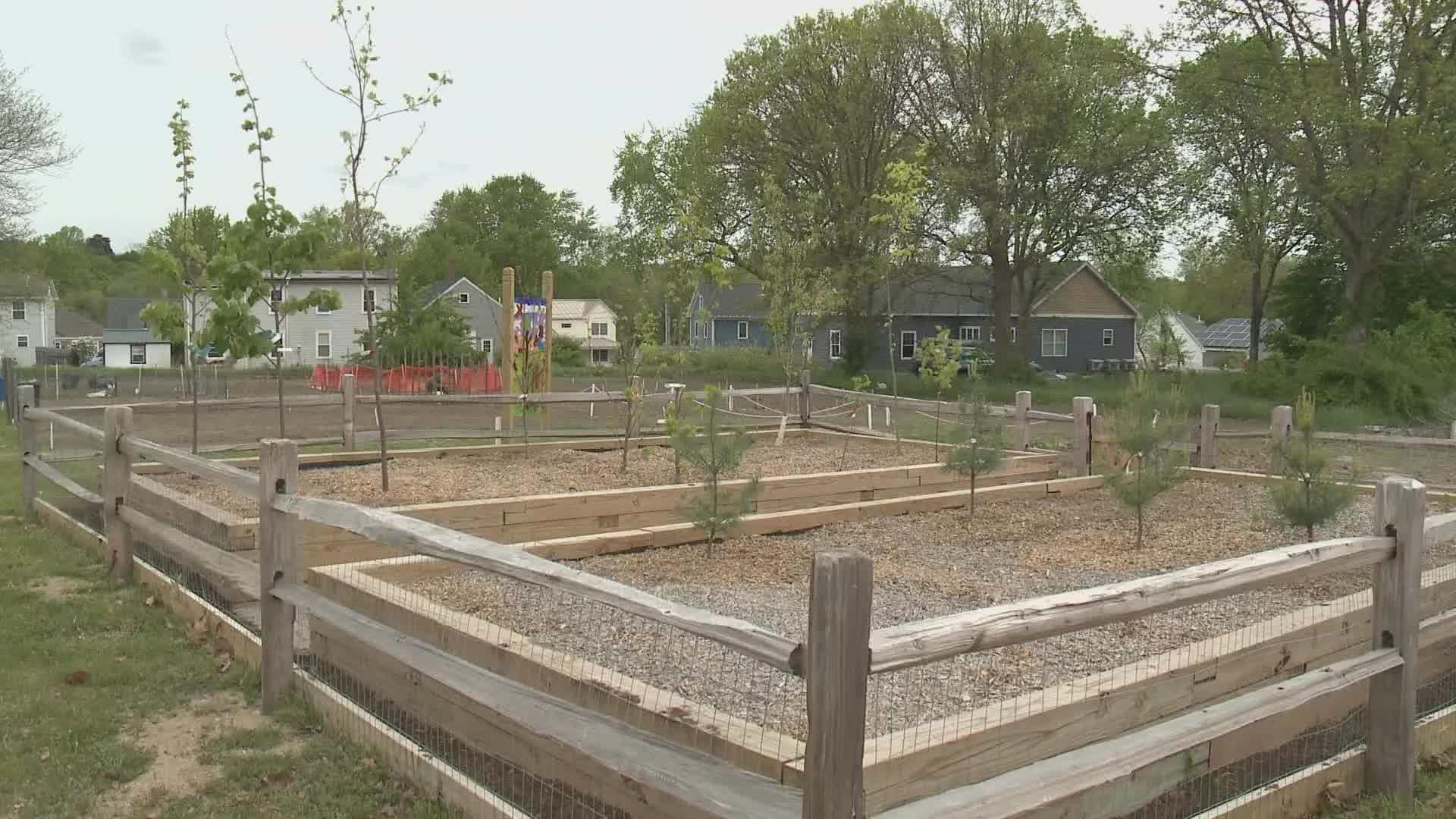 Brunswick's tree nursery is little right now—just two raised beds—but town arborist Dennis Wilson expects it to grow much larger