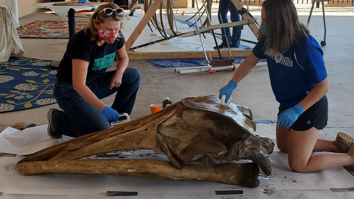 Minke whale skeleton from Maine finds new home in the Arizona desert ...